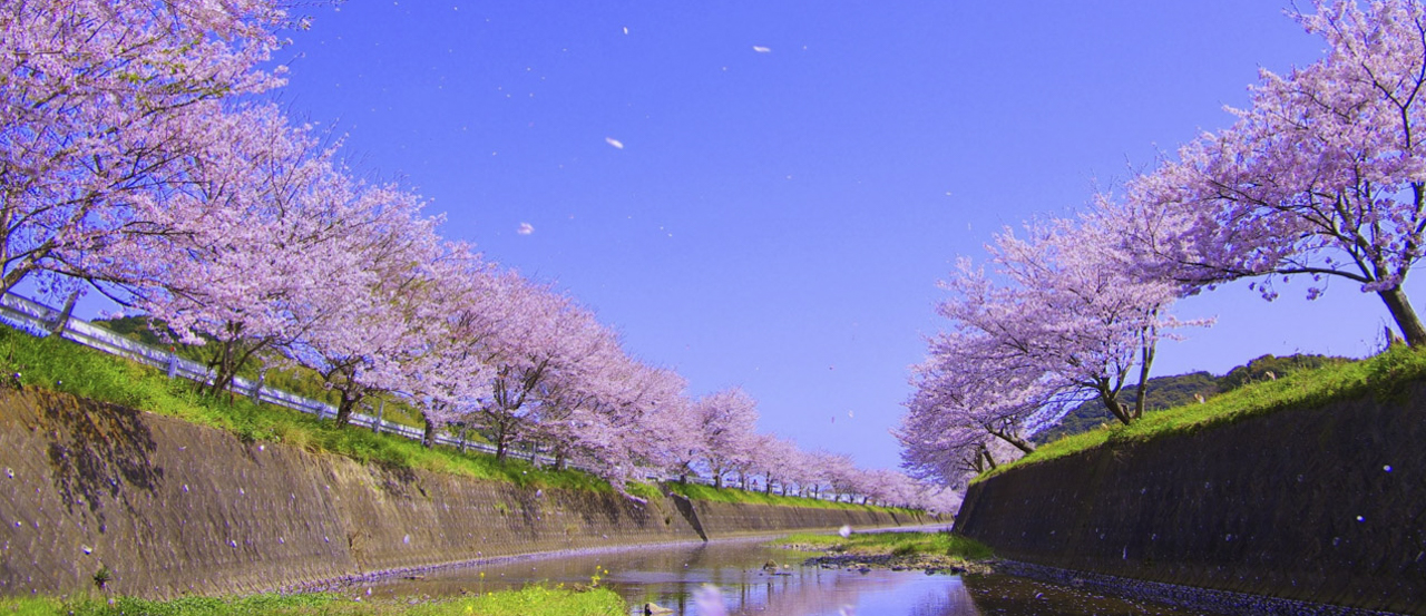 3 28更新 琴海戸根川の桜並木はライトアップも綺麗な長崎の新名所 18年の開花状況 ことぐらし